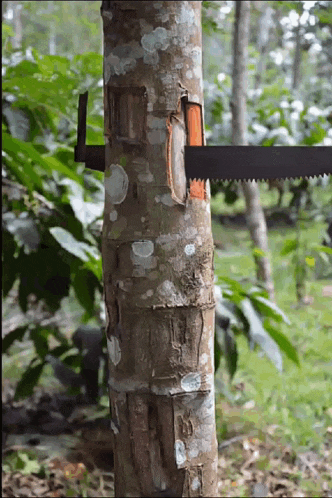 a saw is attached to a tree trunk in the woods