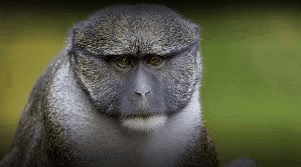 a close up of a monkey looking at the camera with a green background .