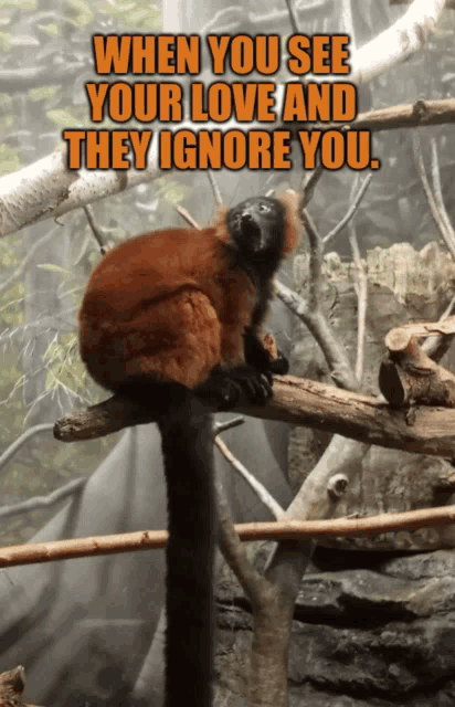 a lemur is sitting on a tree branch with a caption that says " when you see your love and they ignore you "