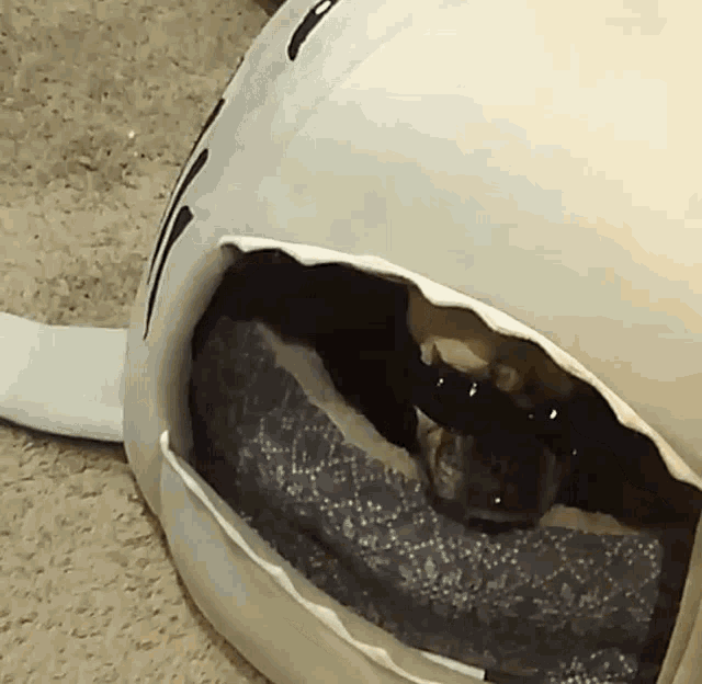 a cat is laying in a cat bed that looks like a shark 's mouth