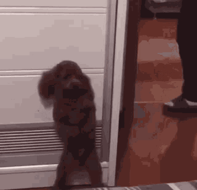 a small poodle is standing on its hind legs in front of a door .