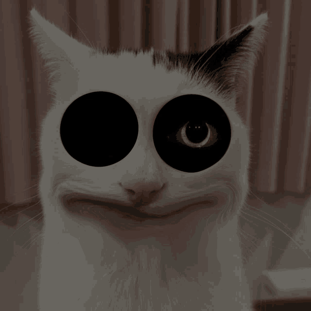a white cat with black circles around its eyes