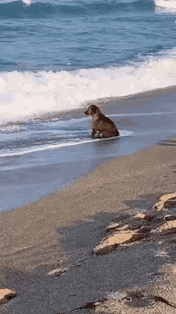 a dog is sitting on a surfboard on a beach .