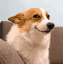 a brown and white corgi dog is sitting on a couch and smiling .