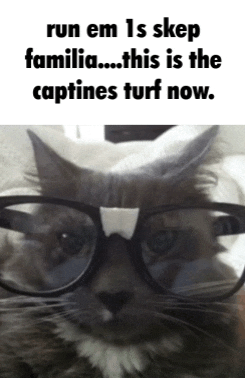 a cat wearing glasses with the caption run em is skep familia ... this is the captines turf now