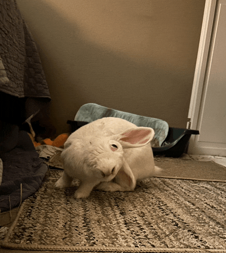 a white rabbit is sitting on a rug scratching its ears