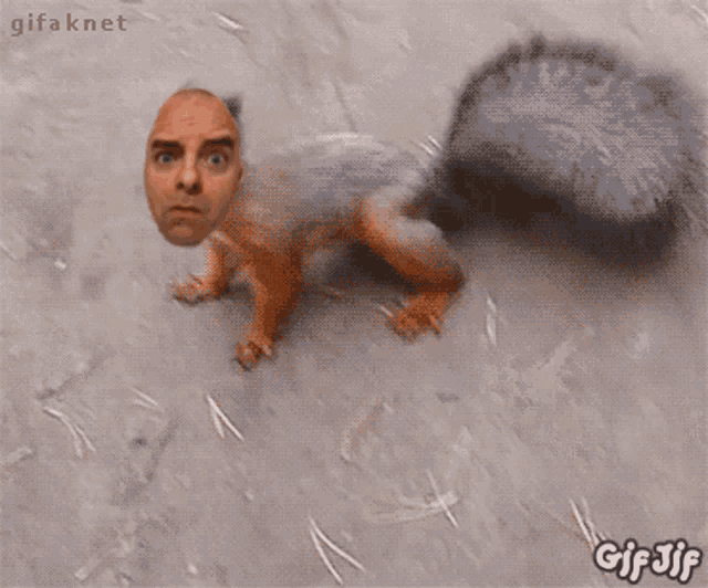 a gif of a squirrel with a man 's face on it is titled gif knet