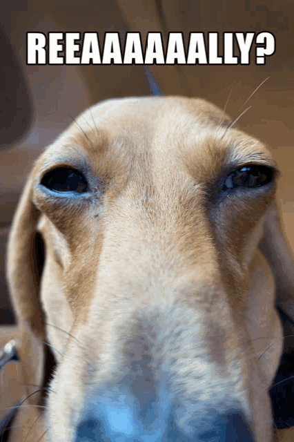 a close up of a dog 's face with the caption " reeaaaally "