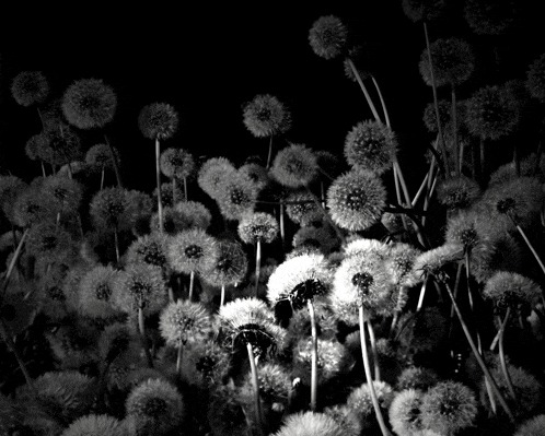 a black and white photo of dandelions with a black background