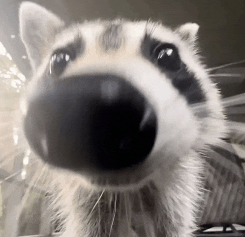 a close up of a raccoon looking at the camera