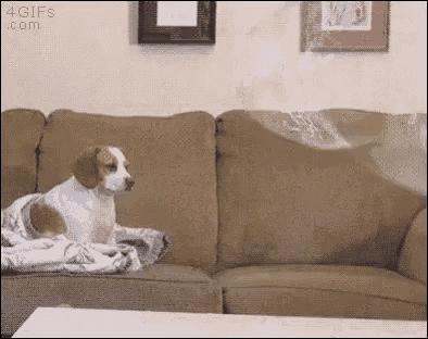 a dog is sitting on a couch with a blanket on it