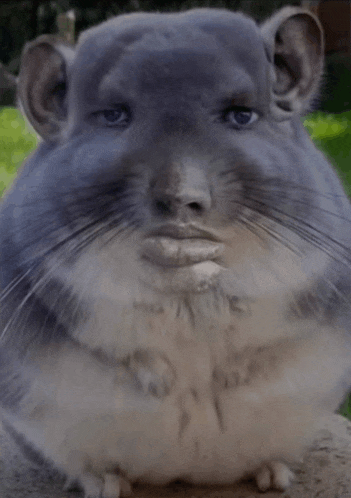 a close up of a chinchilla with a human face on it