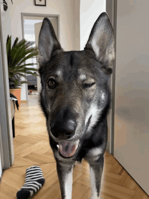 a dog winks at the camera while standing next to a striped sock