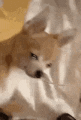 a close up of a dog laying on a bed with a blanket .