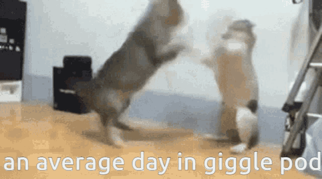 two dogs are playing with each other and the caption says an average day in giggle pod