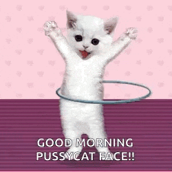 a white cat is playing with a hula hoop and says `` good morning pussycat face '' .