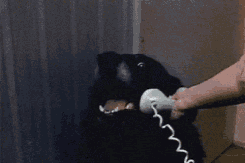 a person is holding a telephone in front of a dog that says hello on it