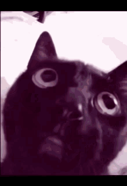 a close up of a black cat with large eyes