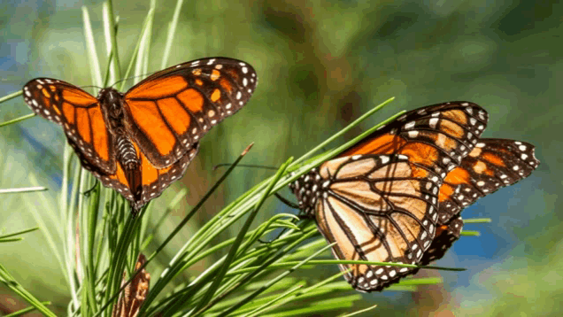 two butterflies are perched on a plant branch