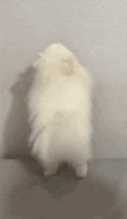 a small white dog is standing on its hind legs on a table .