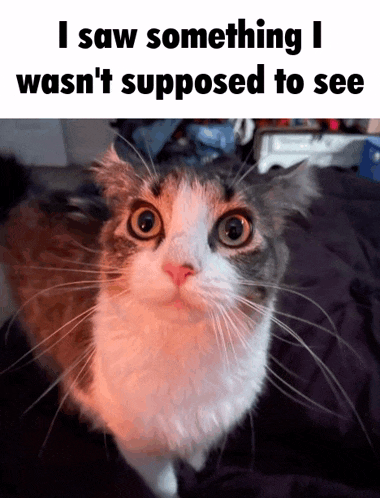 a picture of a cat with a caption that says i saw something i wasn 't supposed to see