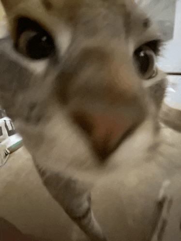 a close up of a cat 's face with its mouth open looking at the camera