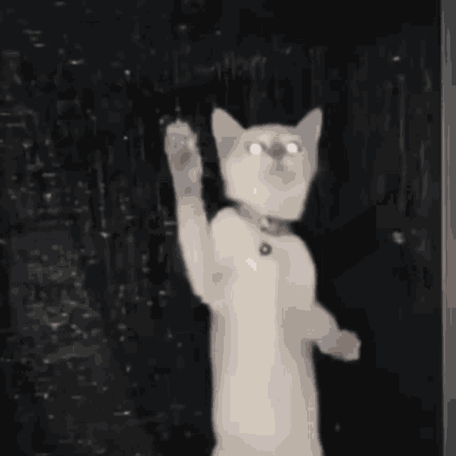 a white cat is standing on its hind legs in front of a black wall .