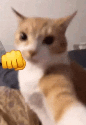 a close up of a cat with a fist on its face .