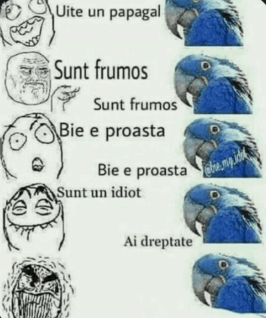 a cartoon of a blue parrot with a caption that says " sunt frumos "