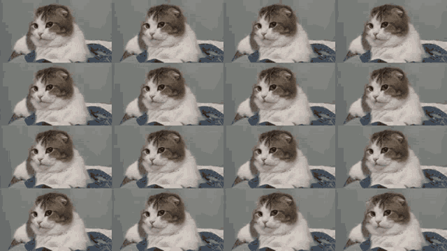 a row of scottish fold cats are lined up in a row