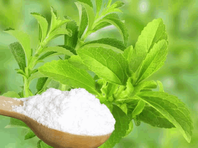 a wooden spoon filled with powder next to a plant of stevia