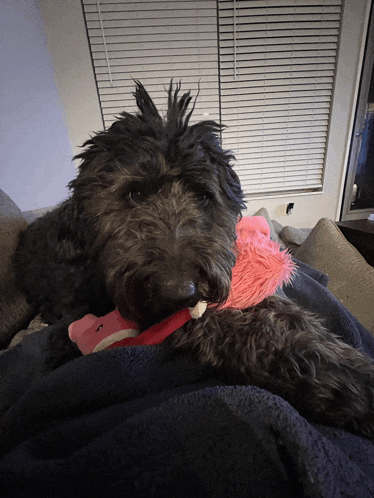 a dog laying on a couch chewing on a stuffed animal