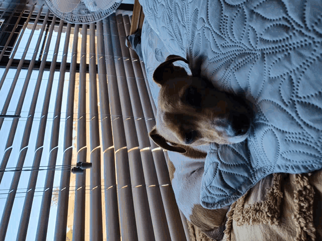 a dog is laying on a bed next to a window with blinds