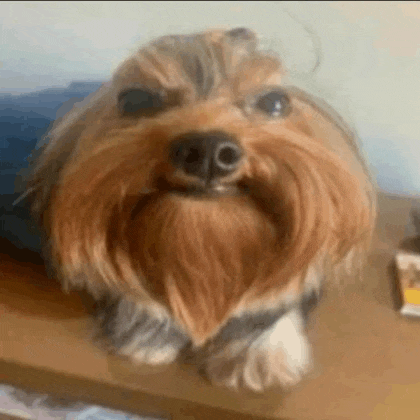 a small dog with a beard is sitting on a wooden table and looking at the camera .