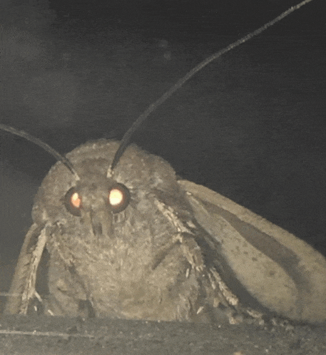 a close up of a moth with glowing eyes in the dark