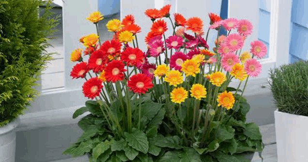 a potted plant filled with lots of colorful flowers is sitting on a porch .