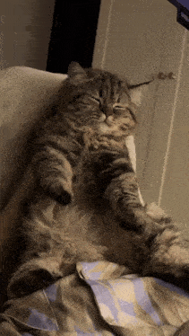a fluffy cat is laying on its back on a bed