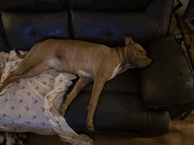 a brown dog laying on a couch with a flamingo blanket