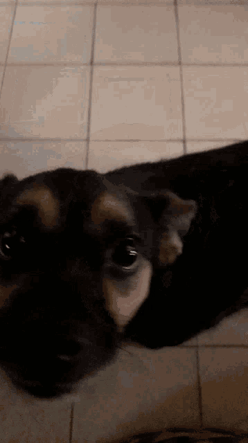 a close up of a black and brown dog laying on a tiled floor