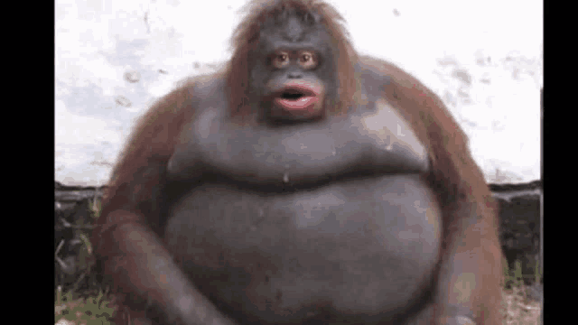 a very fat orangutan is sitting down with its mouth open .