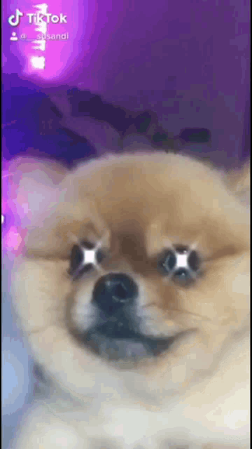 a close up of a dog 's face with a purple background and the word tiktok on the bottom
