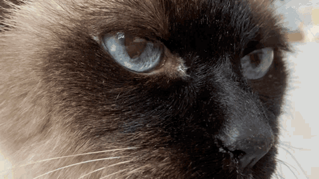 a close up of a siamese cat 's blue eyes