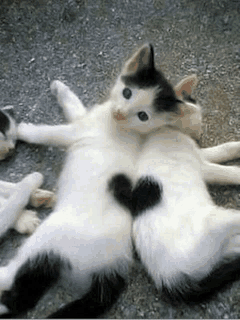 two cats are laying on the ground and one has a heart on its tail .