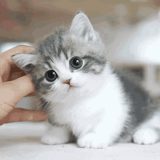 a gray and white kitten is being held by a person 's hand