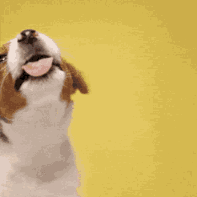 a brown and white dog sticking its tongue out in front of a yellow background with the words tongue out tuesday