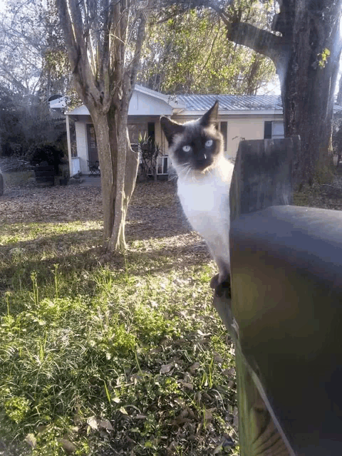 a black and white cat sitting on a fence post