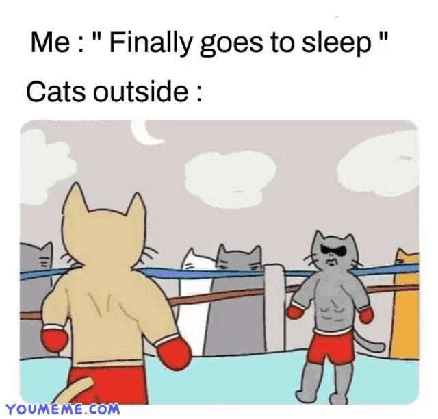 a cartoon of two cats in a boxing ring with the caption " me : finally goes to sleep cats outside : "