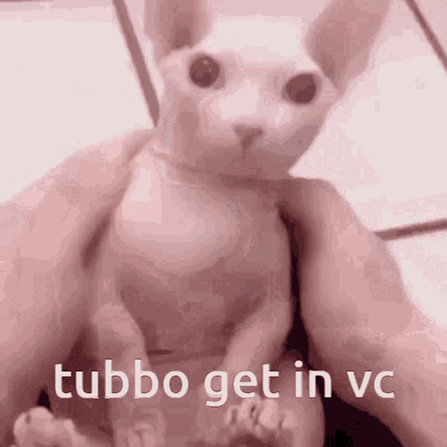 a person is holding a hairless cat in their hands with the words tubbo get in vc written on it .