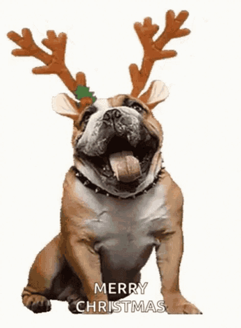 a bulldog wearing reindeer antlers and a santa hat says merry christmas