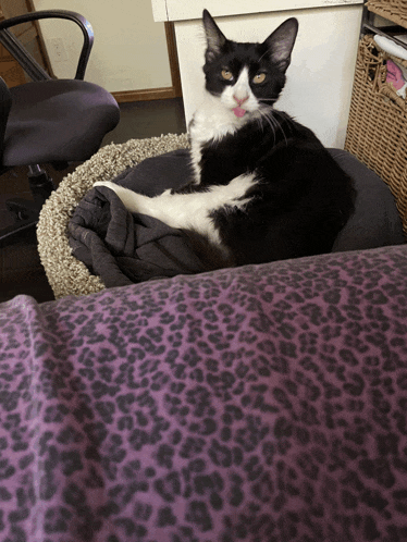 a black and white cat laying on a purple leopard print blanket